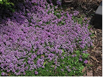 PREMIER SEEDS DIRECT - Thyme - Purple Creeping - 0.75 Gram Approx 5250 Seeds - Thymus SERPYLLUS