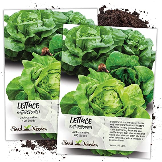 Seed Needs, Buttercrunch Lettuce Seeds for Planting (Lactuca Sativa) Twin Pack of 400 Seeds Each Non-GMO