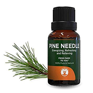 GuruNanda Pine Needle Essential Oil - Therapeutic Grade Aromatherapy Essential Oils - Undiluted - 100% Pure and Natural (Pine Needle, 1)