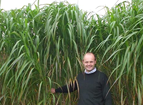 Elephant Grass Seeds - 100 Seeds - Tallest Grass in The World - Cenchrus purpureus - Ships from Iowa, Made in USA