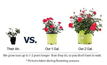 Double Knock Out Rose Bush- Large, Developed Plants for Instant Blooms- Not tiny Quarts, Seedlings, or Seeds... Enjoy Blooms the First Year with these Large Shrubs with Double-Red Blooms