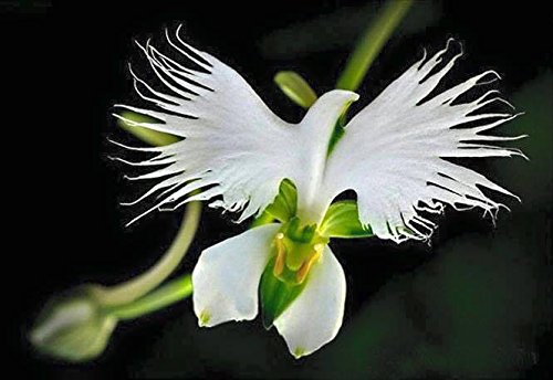 Dove/Egret Flower showy/rare, White(5 seeds)