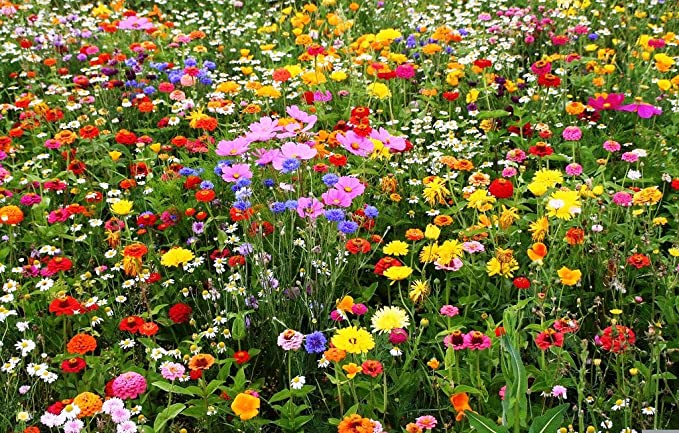50g Meadow Flower Seeds AS SEEN ON Road VERGES and ROUNDABOUTS 50g Mix 74