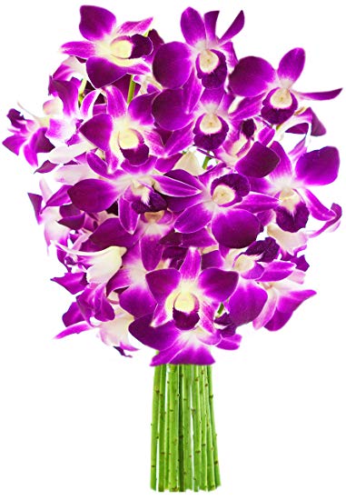 KaBloom The Ultimate Purple Orchid Bouquet of 10 Exotic Purple Dendrobium Orchids from Thailand