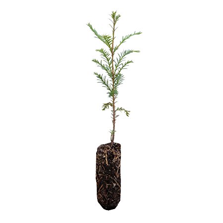 Coast Redwood | Live Tree Seedling (Medium) | The Jonsteen Company