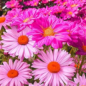 1000  Pyrethrum Tanacetum Chrysanthemum Robinson's Plant Garden Flower Seed - Fresh Mix Color Flower Seeds, Purple