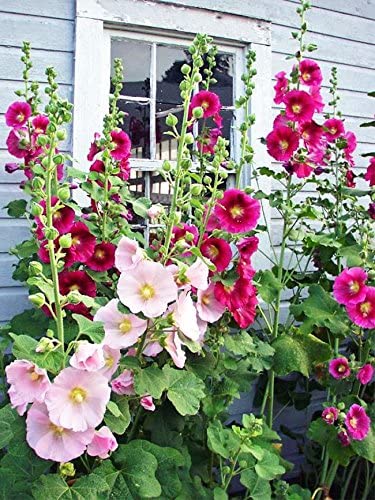 Hollyhock Seeds for Planting, Mixed Colors - 400  Seeds - Long Blooming Period in All Zones