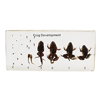 Real Frog Lifecycle Specimens in Resin Paperweight Crafts, Animal Taxidermy Collection for Science Education & Desk Ornament (Frog Lifecycle)