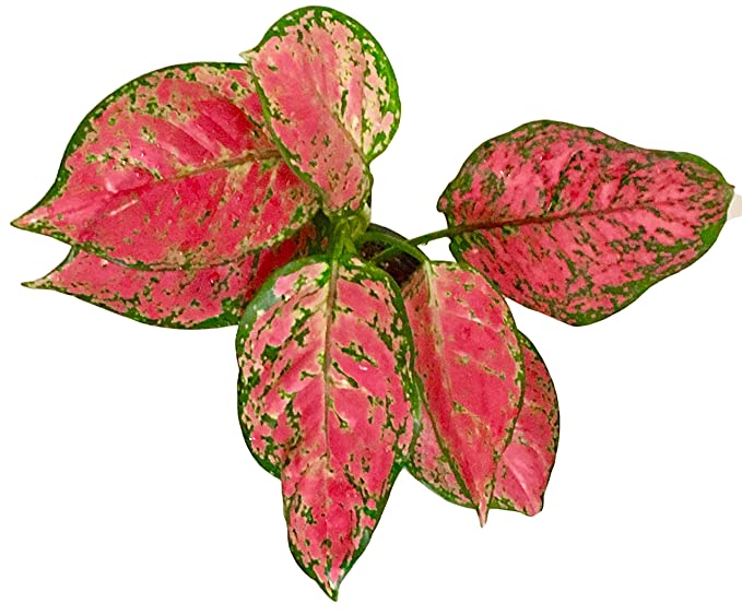 The Four Seasons Aglaonema Red Valentine Natural Live Plant in Pot