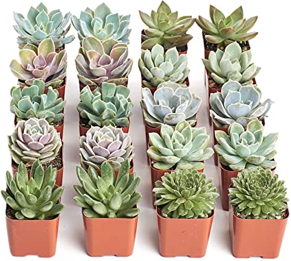 Shop Succulents | Radiant Rosette Collection | Assortment of Hand Selected, Fully Rooted Live Indoor Rose-Shaped Succulent Plants, 20-Pack,