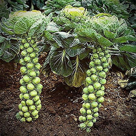 Brussels Sprout Seeds - 200  Rare Heirloom Brussel Sprout Seeds (Long Island Improved) Yields 50-100 Sprouts per Plant! Guaranteed to Grow