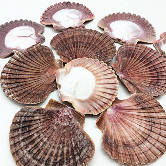 PEPPERLONELY 12PC Mexican Flat Scallop Sea Shells, 2-1/2 Inch ~ 3-1/2 Inch