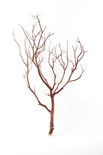 Koyal Wholesale Real Manzanita Branches, 12-Inch, Natural Brown
