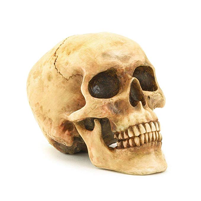 Gifts & Decor Grinning Realistic Replica Human Skull Home Statue (36245)