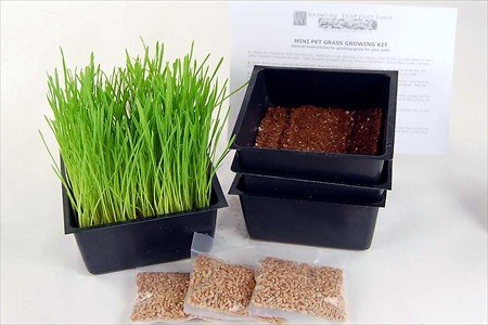 Mini Organic Pet Grass Kit -3 Pack- Grow Wheatgrass for Pets Dog Cat Bird Rabbit More - Includes Trays Soil Wheat Grass Seeds Instructions