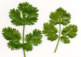 Cilantro Slow Bolting Also Known Ascoriander Chinese Parsley Great Herb Heirloom Vegetable 400 Seeds