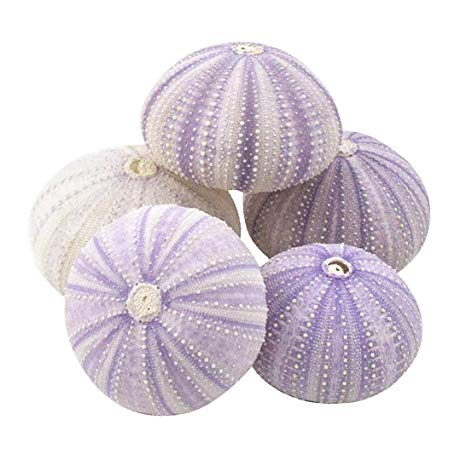 Sea Urchin | 5 Purple Sea Urchin Shell |5 Purple Sea Urchin Shells for Craft and Decor | Plus Free Nautical Ebook by Joseph Rains