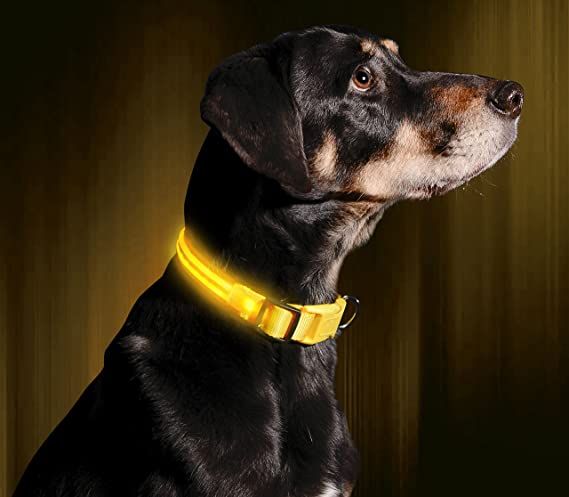 Illumiseen LED Dog Collar - USB Rechargeable - Available in 6 Colours & 6 Sizes - Makes Your Dog Visible, Safe & Seen - Yellow, Large (19 – 24” / 49 – 61cm)