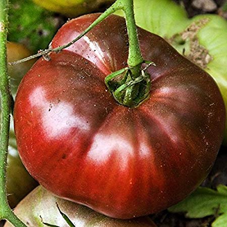 50  ORGANICALLY Grown Cherokee Purple Tomato Seeds, Heirloom Non-GMO, Low Acid, Indeterminate, Open-Pollinated, Productive, Sweet, Delicious, from USA