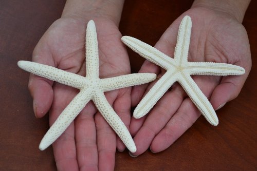 2 Pcs White Pencil Starfish Star Sea Shell Wedding Craft 4" - 5"