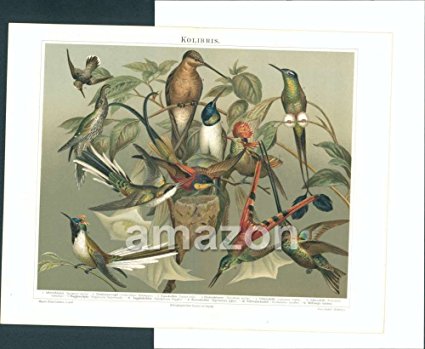 Kolibris Birds Hummingbirds (AKK-774)