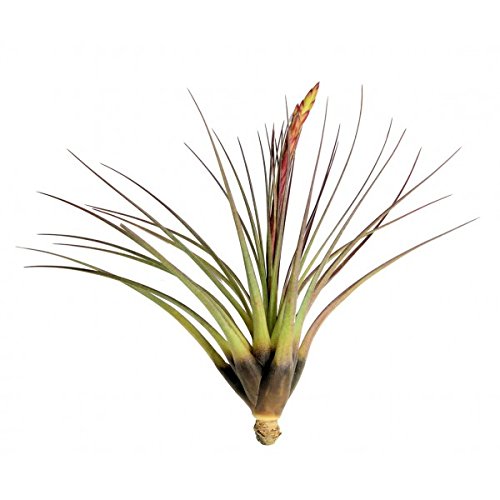 Large Air Plants - Big "Melanocrater Tricolor" Air Plants - Nice 5 to 7 inch air plant - 30 Day Guarantee - Free Shipping for Air Plant Shop orders over $45 - Free air plant care ebook with order