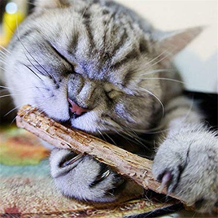 10pcs Cat Stick Chew Toy Dental Health Kitten Brush Teeth Pet Treat Toy Catnip Molar