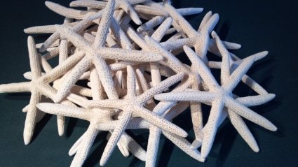 LOT of 10 White Linkia Starfish Wedding Decor 6"-8"