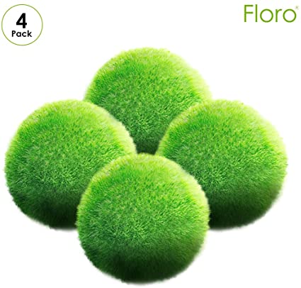 Floro Large Marimo Moss Balls, 1.2 Inches, Living Plant for Beginner Gardener or Experienced Horticulturist, 4-Pcs per Pack