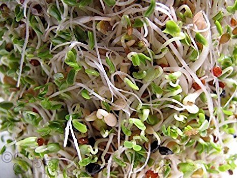 Broccoli and Friends Organic Sprouting Seed Mix (1lb) Broccoli, Green Lentils, Green Pea and Alfalfa Seeds