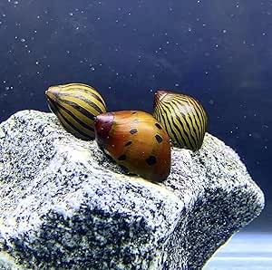 Nerite Snails x3 (Neritina SP.) Mix Pack - Live Freshwater Snail Plants