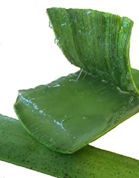 3 Pounds Organic Extra Large Aloe Vera Barbadensis Green Leaves