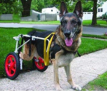 Best Friend Mobility BFML Elite Dog Wheelchair, Large, Na