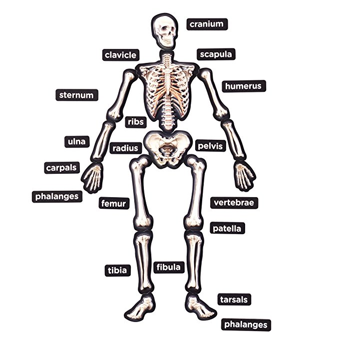 Educational Insights 3-D Magnetic Demonstration Skeleton