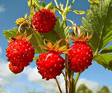 Wild Strawberries Organic Seeds Sweet Rare up to 100 Seeds