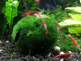 4 Giant Marimo Moss Balls XL Size - Very High Quality REAL Marimo - 2 to 25 Inches