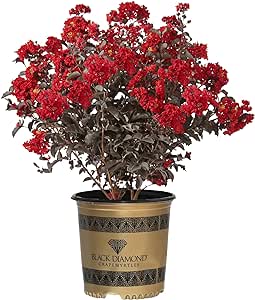 7g Black Diamond Best Red Crape Myrtle