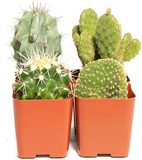 Cacti Assorted Pack (4) - Decorate Your Home/Garden with A Variety of Healthy Live Cactus by Jiimz