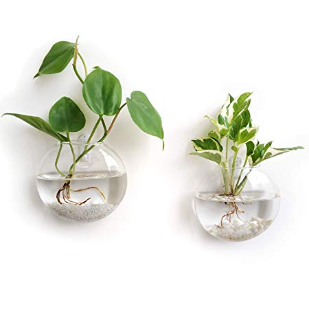 Mkono 2 Pack Wall Hanging Glass Terrariums Planter Flower Vase for Hydroponics Plants, Home Office Living Room Decor, Oblate