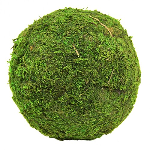 Koyal Wholesale 6-Inch Real Moss Balls Decorative, 6-Pack Bulk Pack, For DIY Crafts, Centerpieces, Walls, Mats, Panels, Terrariums (6-Inch)