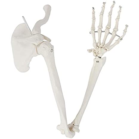 Axis Scientific Human Arm Skeleton Model, Life-Size Anatomical Arm, Includes All Arm Bones Plus Clavicle, Scapula and Articulated Hand Bone – Includes Detailed Product Manual and 3 Year Warranty