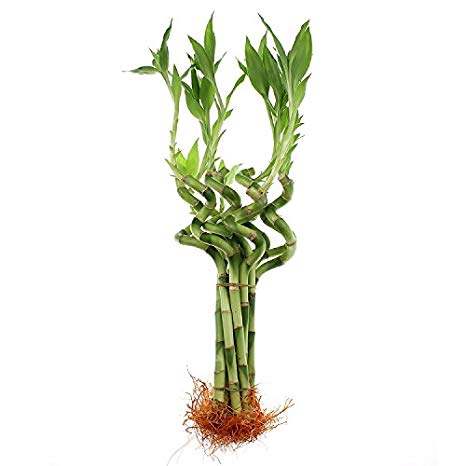 NW Wholesaler - 8” Spiral Lucky Bamboo Bundle of 10 Stalks