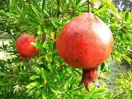 (1 gallon)Russian Pomegranate Tree, Cold Tolerant,very Sweet Fruit,