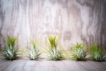 Hinterland Trading Five Pack Guatemalan Air Plants Tillandsia