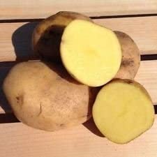 Yukon Gold Potato Seed/Tubers,Yellow-Flesh Standard. wbut2023 (5 Lb)
