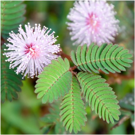 Package of 100 Seeds, Sensitive Plant "Compact Growth" (Mimosa Pudica) Non-GMO Seeds by Seed Needs