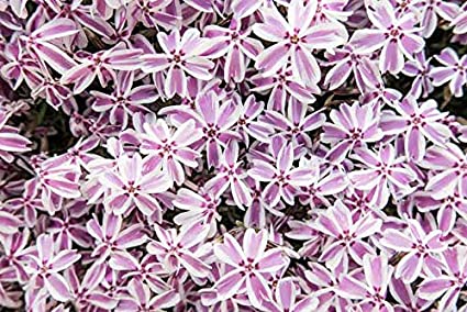 Phlox Subulata Creeping Phlox Pack of 6, 2 Inch Pots (Candy Stripe) by Old Cobblers Farm