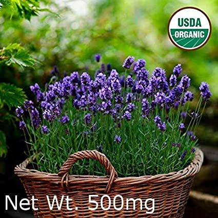 Gaea's Blessing Seeds - English Lavender Seeds 500+ Non-GMO Seeds Organic Purple Open-Pollinated Heirloom Vera 600+mg 91% Germination Rate