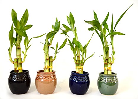 Live 3 Style Party Set of 4 Bamboo Plant Arrangement w/ Ceramic Vase