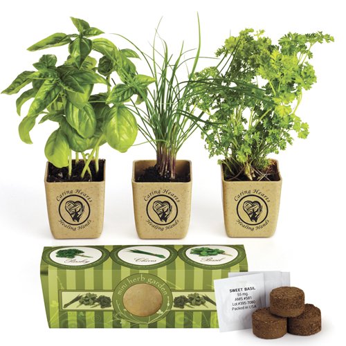 Organic Three Herb Garden Starter Kit - Sweet Basil, Chives and Parsley Plants